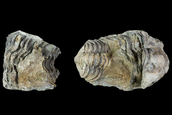 Fossil Calymene Trilobite Nodule - Morocco #106620